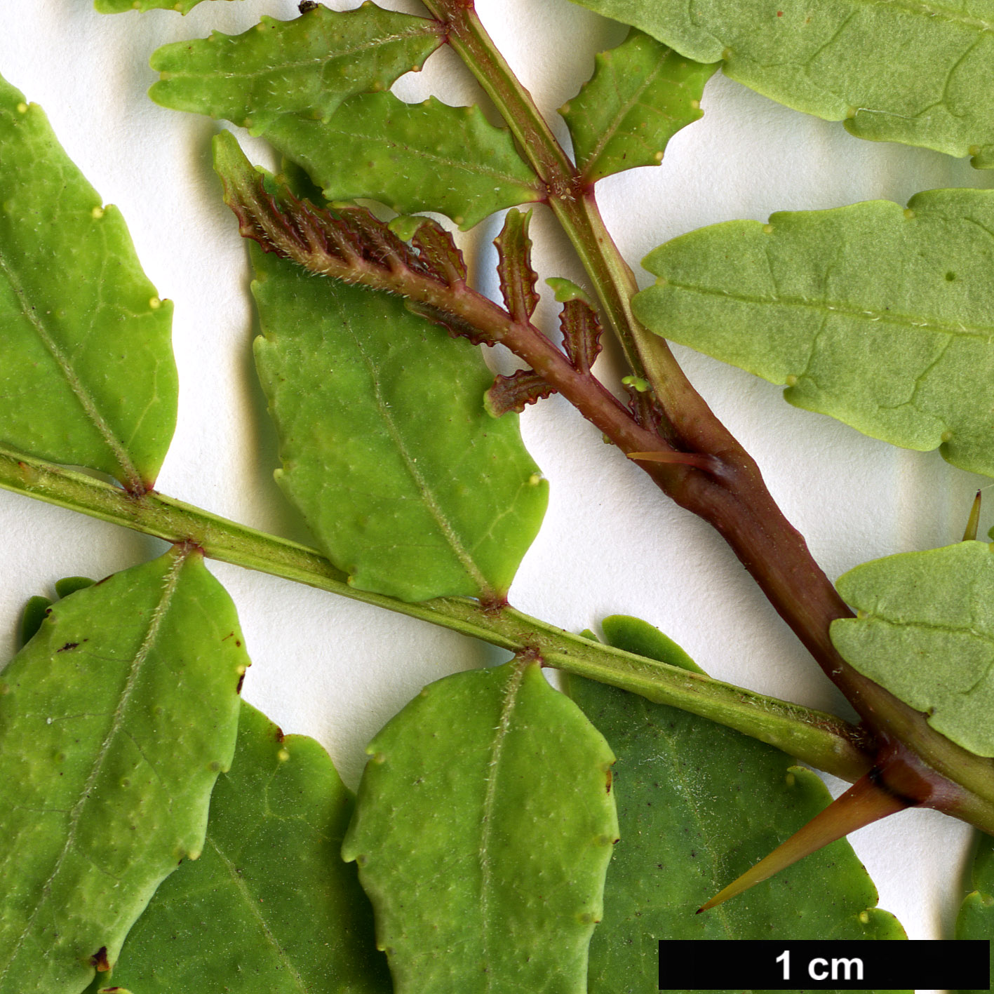 High resolution image: Family: Rutaceae - Genus: Zanthoxylum - Taxon: piperitum - SpeciesSub: f. brevispinosum